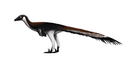 A Dinosaur A Day · Troodon formosus, T. inequalis, T. asiamericanus