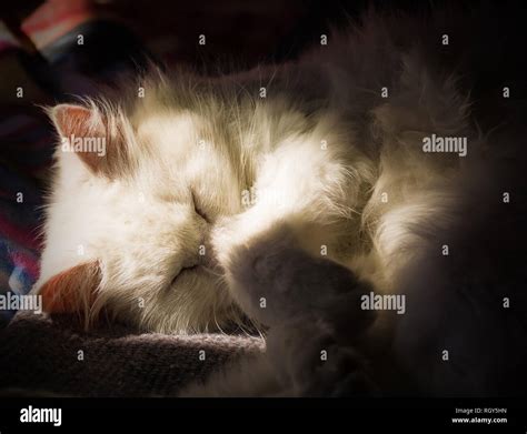 White kittens sleeping hi-res stock photography and images - Alamy