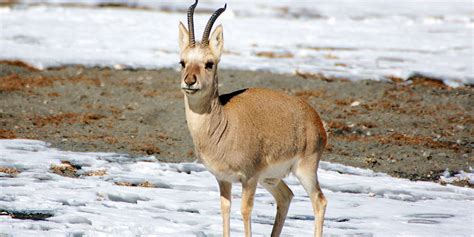 The Cute Animals of Tibet