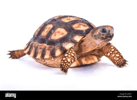 Chaco tortoise, Chelonoidis chilensis Stock Photo - Alamy