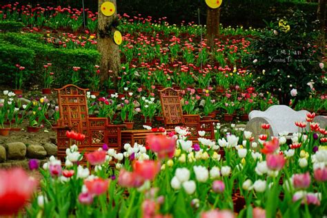 35 Tulip Garden Design Ideas - Flower Bed Layouts, Photos