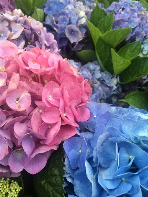 Hydrangea Flower Color - Surfing Hydrangea Nursery, Inc.