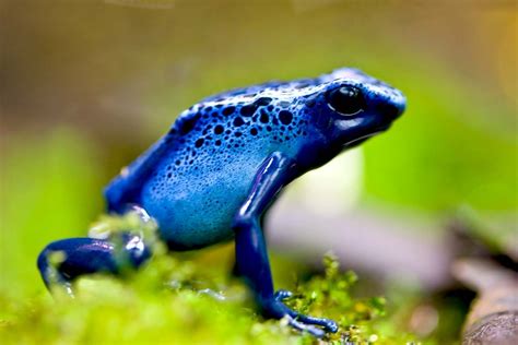 7 Awesome Frog Species of the Tropics | Britannica