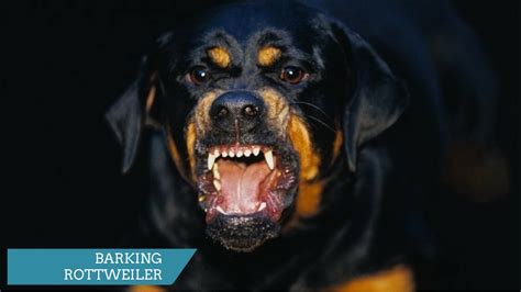 ROTTWEILER BARKING - ROTTWEILER HOWLING AND BARKING COMPILATION 2017 - YouTube