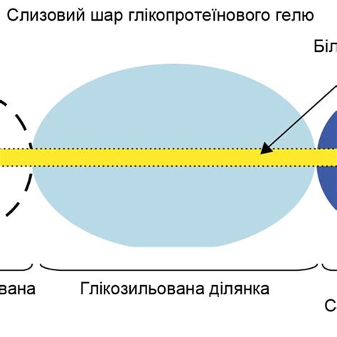 The mucin structure [92] | Download Scientific Diagram