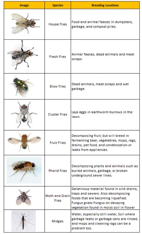 Different Types on Flies Commonly Found in Homes | Visual.ly