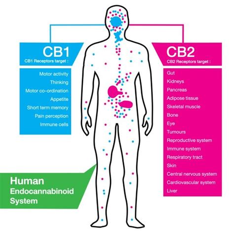 Four Types of Cannabinoid Receptors and How They Work