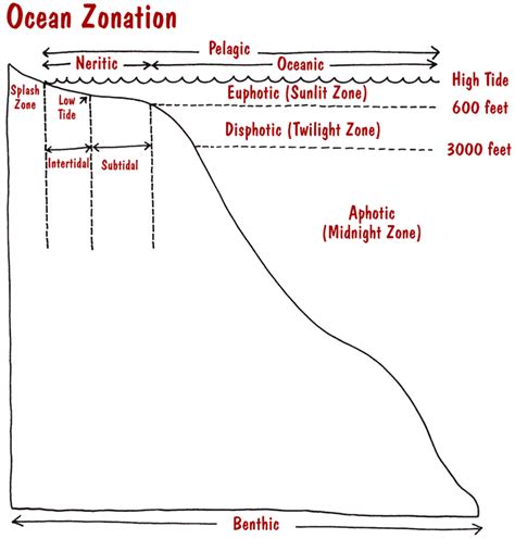 Ocean Zones Diagram