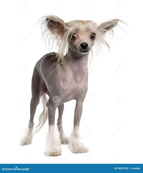 Chinese Crested Dog - Hairless Stock Photos - Image: 9087453