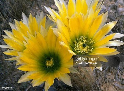 48 Rainbow Cactus Stock Photos, High-Res Pictures, and Images - Getty Images