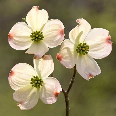 "The Legend of the Dogwood" on the James Milson Writing Blog | Dogwood trees, Dogwood flower ...