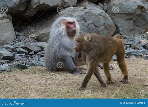 Male Female Baboon Stock Photos - Download 776 Royalty Free Photos