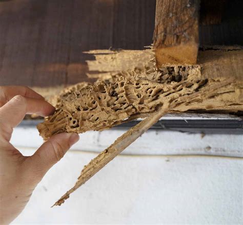 Termite Prevention and Treatment: Safeguarding Your Home