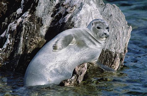 Baikal Seal Lake Baikal Russia Photograph by Konrad Wothe | Pixels