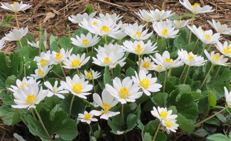 Buy Bloodroot Plants Online | Sanguinaria canadensis