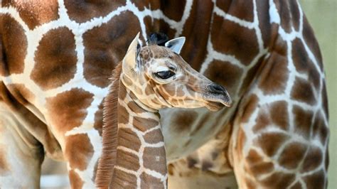 It’s a girl! Brookfield Zoo welcomes baby giraffe. See the cute photos ...