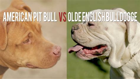 Are Olde English Bulldogs Part Of The Pitbull Family