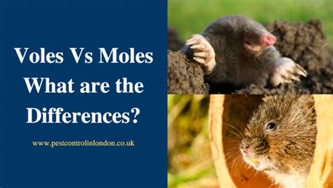 difference between moles and voles - Pest Exterminators