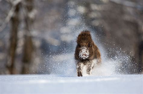 19 Gorgeous Photographs Of Wild Animals During Winter Time | DeMilked