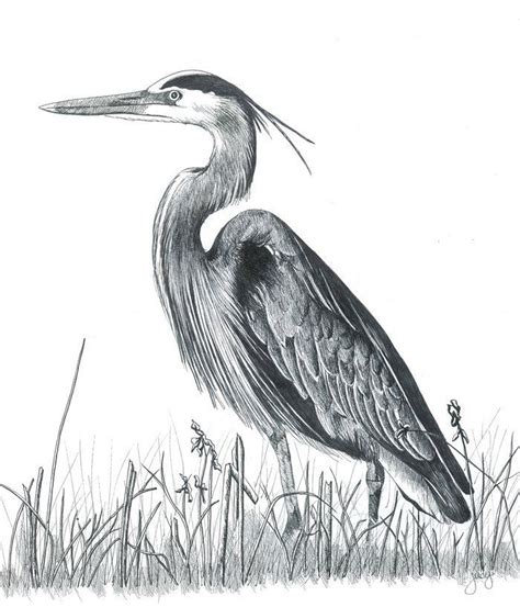 116 best images about Herons. paintings .photos. drawings ... | Heron ...