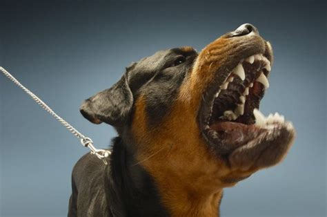 How to stop a Rottweiler barking - Bark How