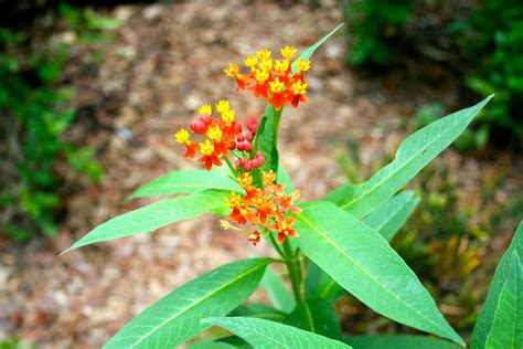 Milkweed Gardens: Why Milkweed?