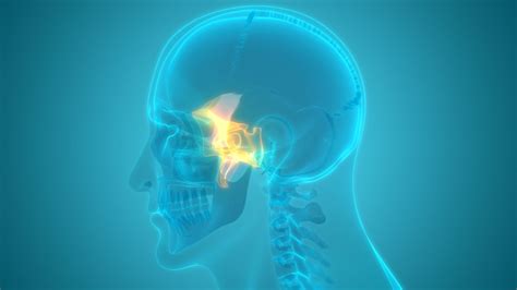 Sphenoid Bone: Anatomy, Function, and Treatment