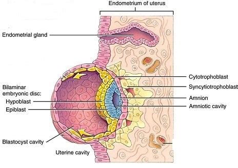 Epiblast- Development and Significance