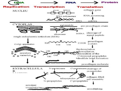 Collagen Synthesis Pathway