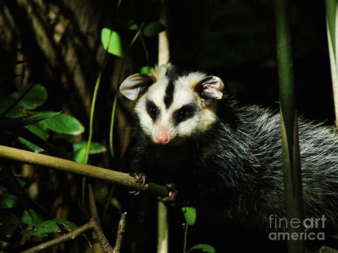 Opossum Didelphis albiventris Photograph by Silvana Miroslava Albano - Fine Art America