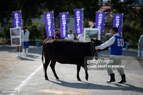 572 Wagyu Cattle Stock Photos, High-Res Pictures, and Images - Getty Images