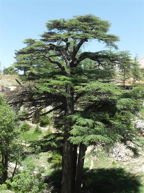 Cedar of Lebanon Tree Seeds–15 Count-One of the most majestic and ...