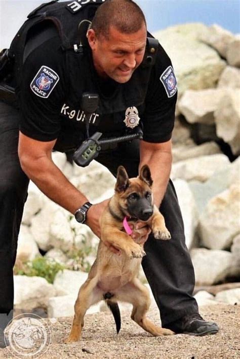 K -9 in training .... #germanshepherddogs | Dogs, Military dogs, German ...