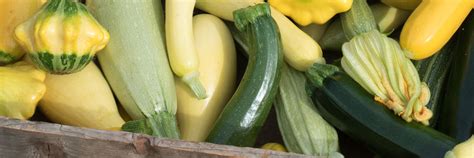 Planting and Growing Summer Squash – David's Garden Seeds®