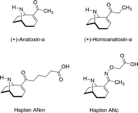 Chemical structure of (+)-anatoxin-a, (+)-homoanatoxin-a, and haptens... | Download Scientific ...