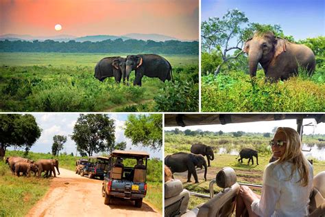 Udawalawe National Park | Journal