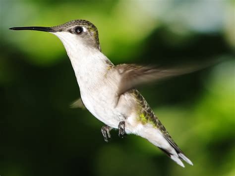 Female Hummingbird, free photos, #1395832 - FreeImages.com