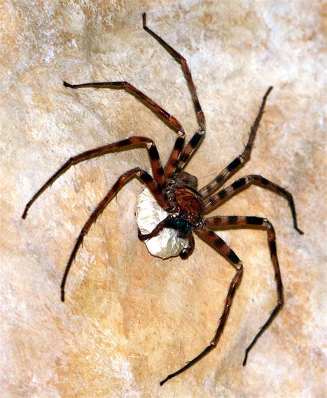 Giant huntsman spider - Wikipedia