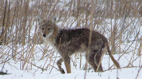 Coyote Hunting Tips And Techniques - Redneck Blinds