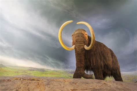 10 Important Facts About Mastodons