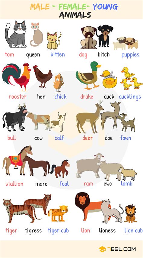 Male, Female & Baby Animal Names In English With Useful Images - 7 E S L