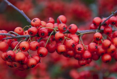 Free photo: Red Berries - Activity, Berries, Energy - Free Download ...