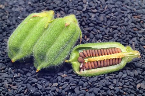 How to Grow Sesame Plant in Your Garden and Harvest the Seeds Vertical ...