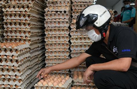 Unpredictable weather among factors affecting chicken egg production | 马中透视 MCI