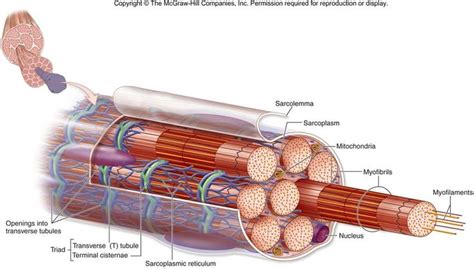 This is a muscle fiber. The image shows us the the components of the fiber including ...