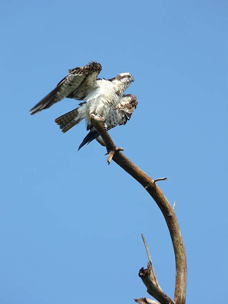 280+ Avian Pandion Haliaetus Seahawk Fish Eagle Bird Prey Stock Photos ...