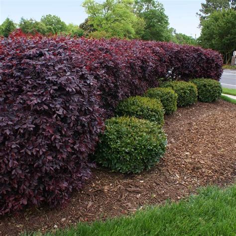 Ever Red Loropetalum Shrubs for Sale | BrighterBlooms.com Purple Shrubs, Red Shrubs, Flowering ...