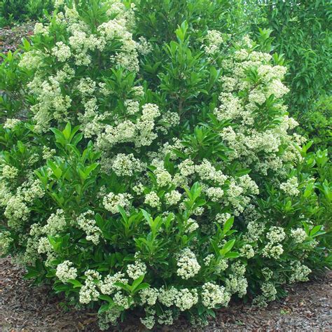 Viburnum Awabuki Chindo Portfolio Sweet Viburnum | SiteOne