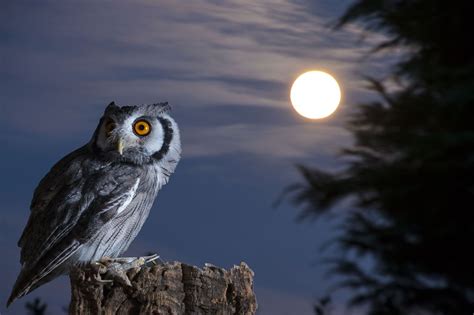 Night Owl | Owl, Owl wallpaper, Owl moon