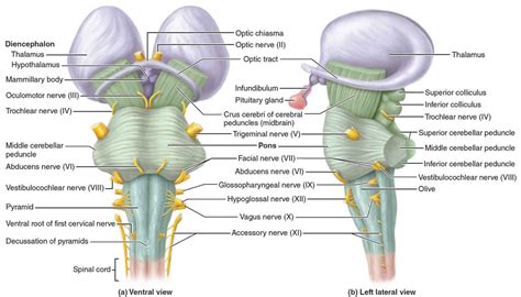 Brain stem anatomy, function, brain stem stroke & brain stem tumor